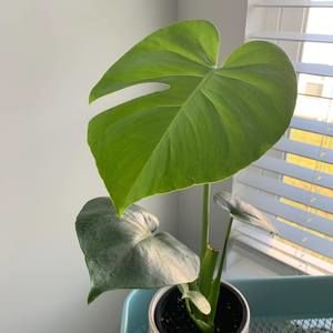 Meet your Posher, Cora